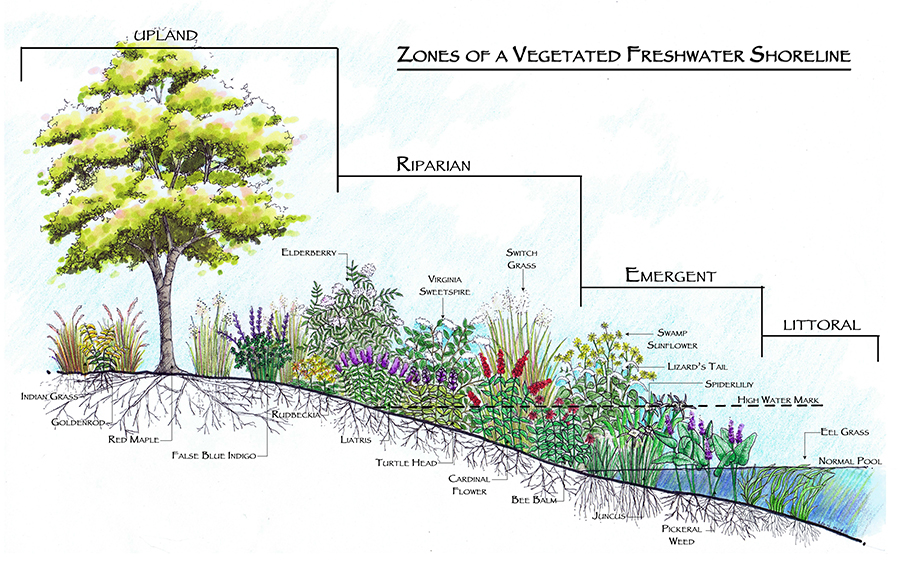 Managing Stormwater Ponds